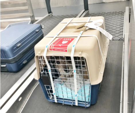 塔城宠物托运 宠物托运公司 机场宠物托运 宠物空运